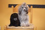 CANICHE TOY 007